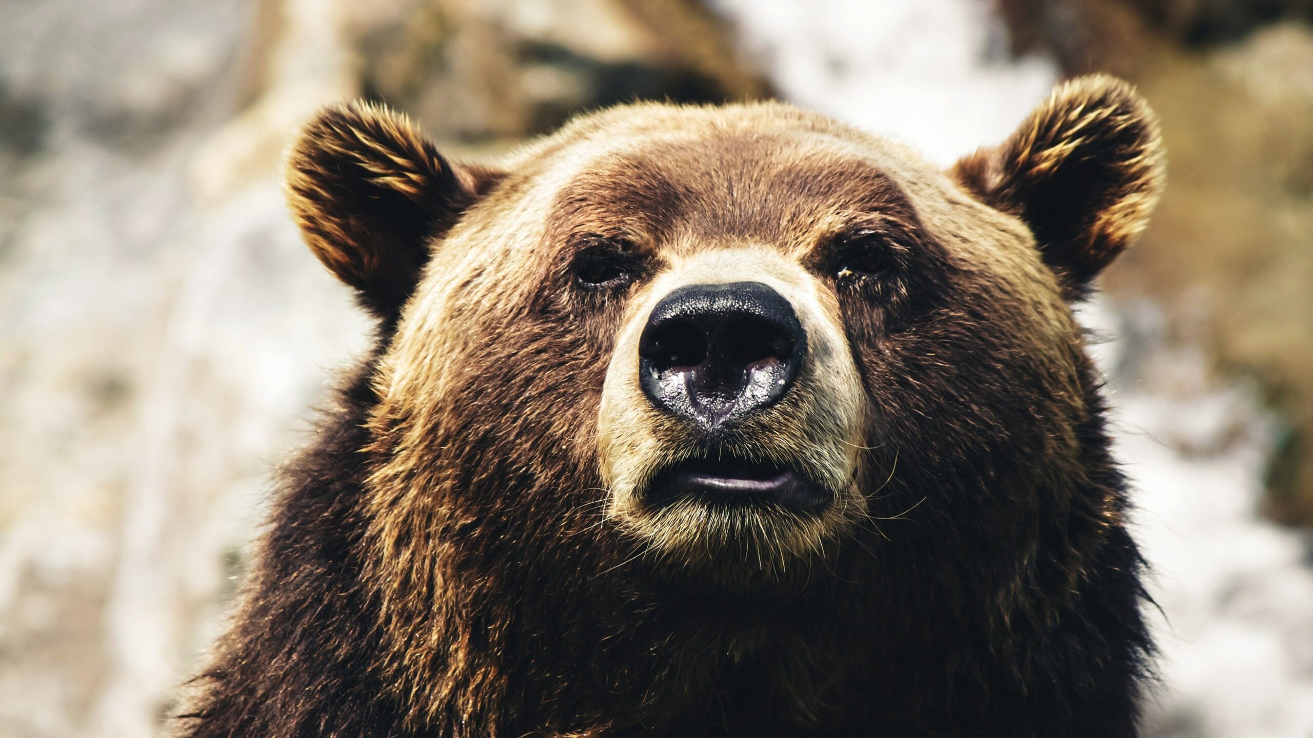 Cocaine Bear รีวิวหนัง
